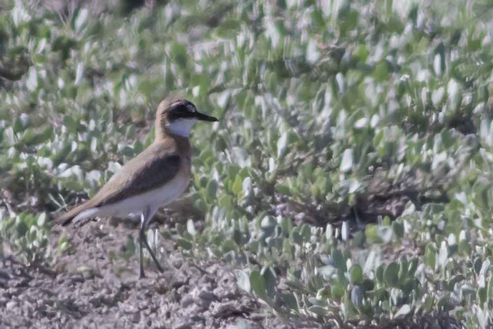 Greater Sand-Plover
